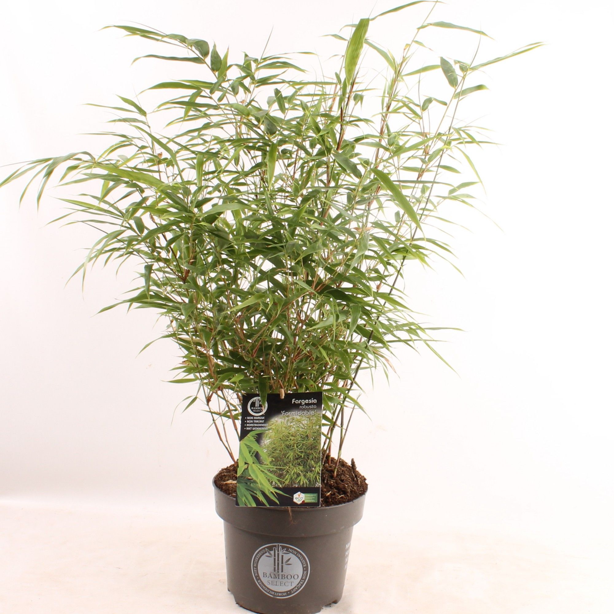 Fargesia robusta Formidable, D 23