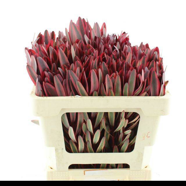 Леукадендрон Джестер 50, шт.