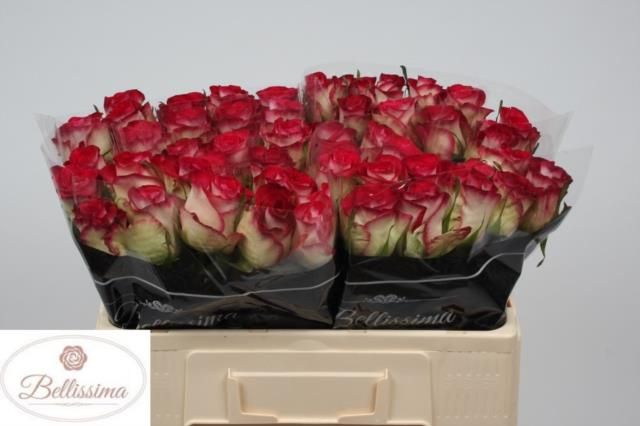 Роза од. Керис! 50, шт.