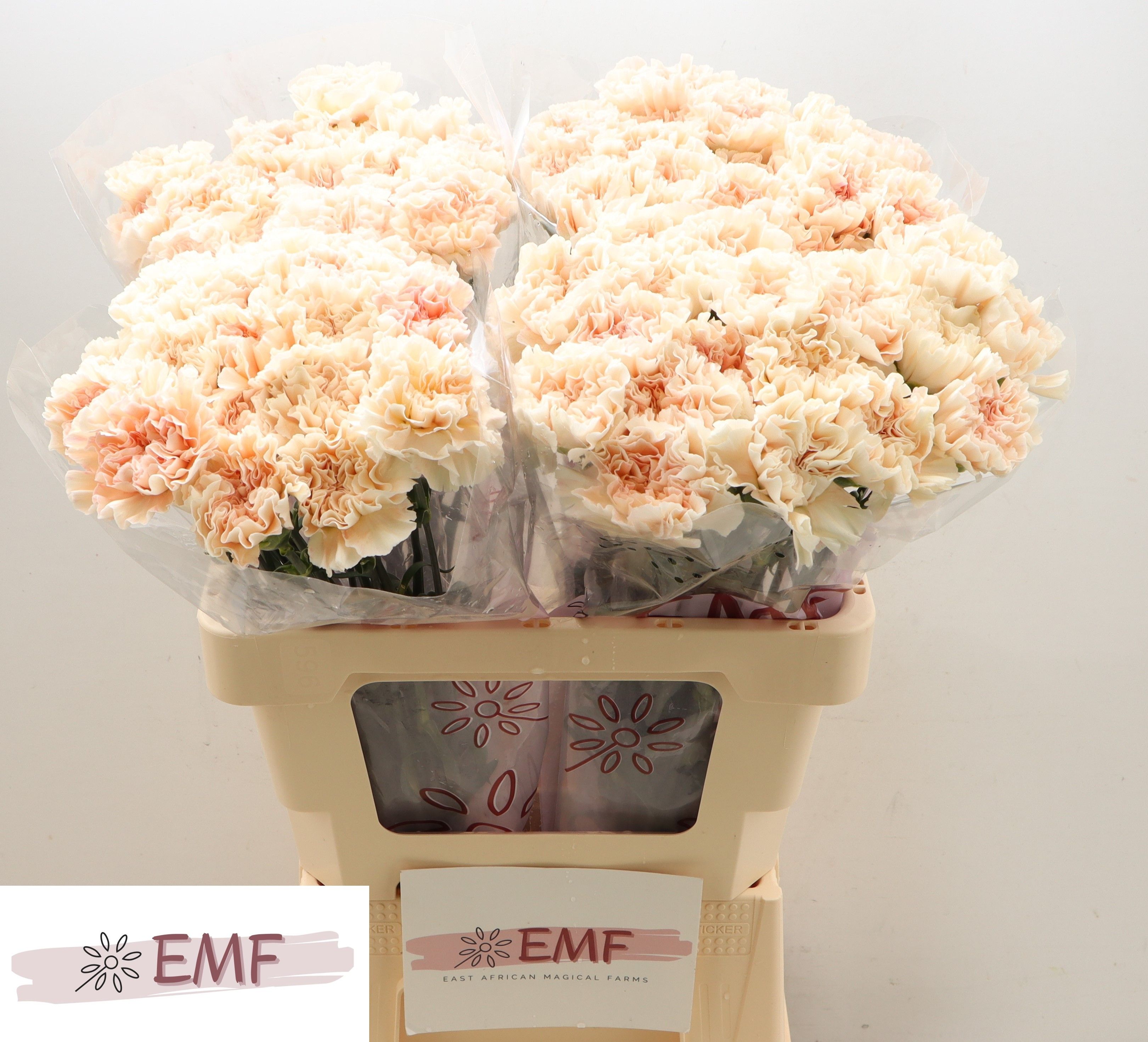 Диантус од. Пич Ти+ (крем.), шт. Диантус од. Пич Ти+ (крем.), шт.