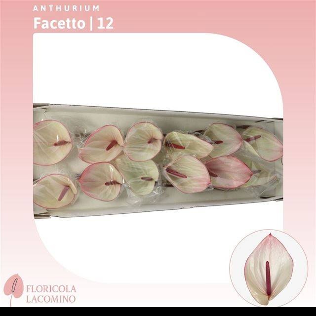 Антуриум Фачетто, шт.