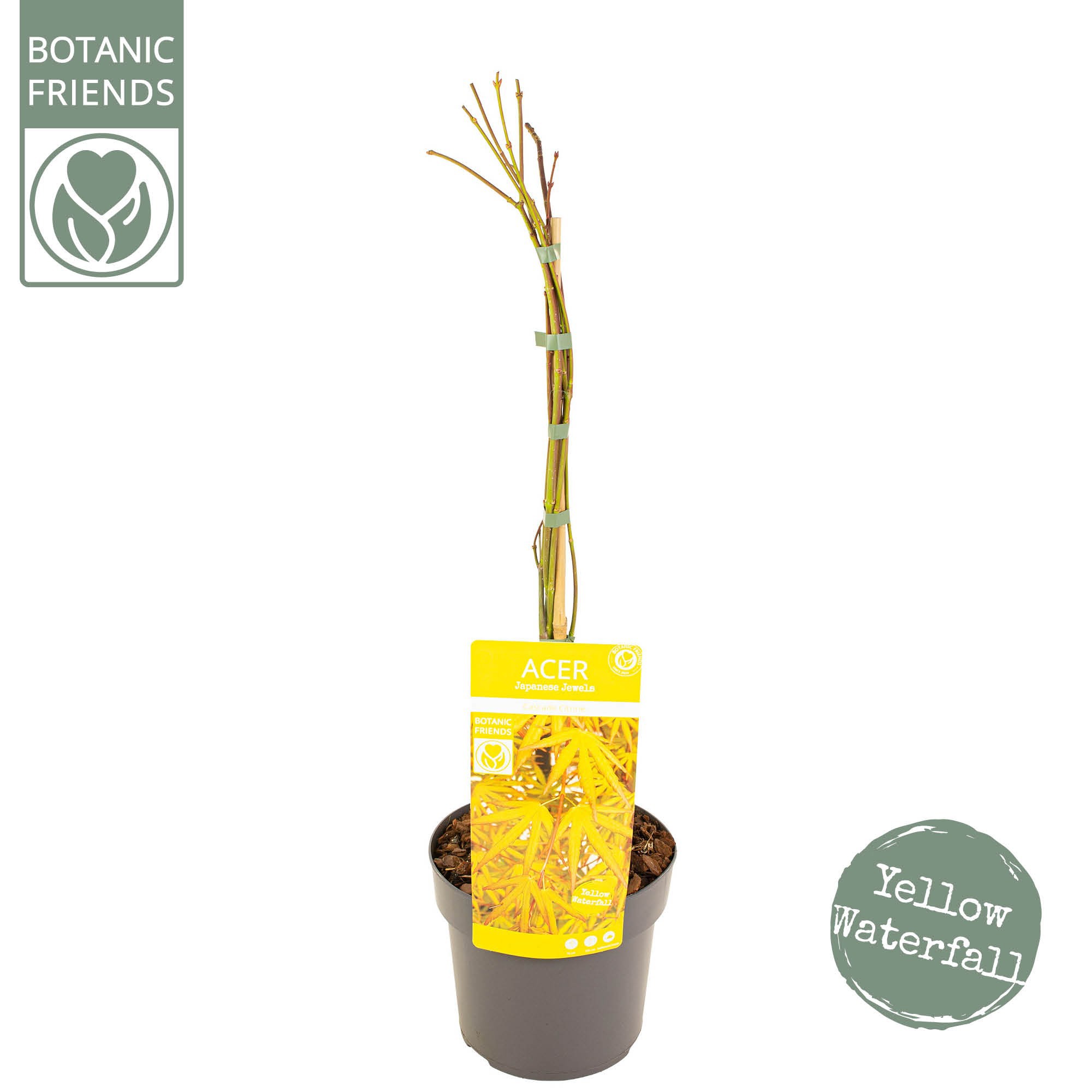 Acer palm. 'Cascade Citrine', D 19