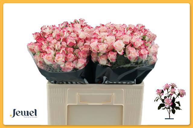 Роза куст. Рефлекс 50 (розово-бел.), шт.