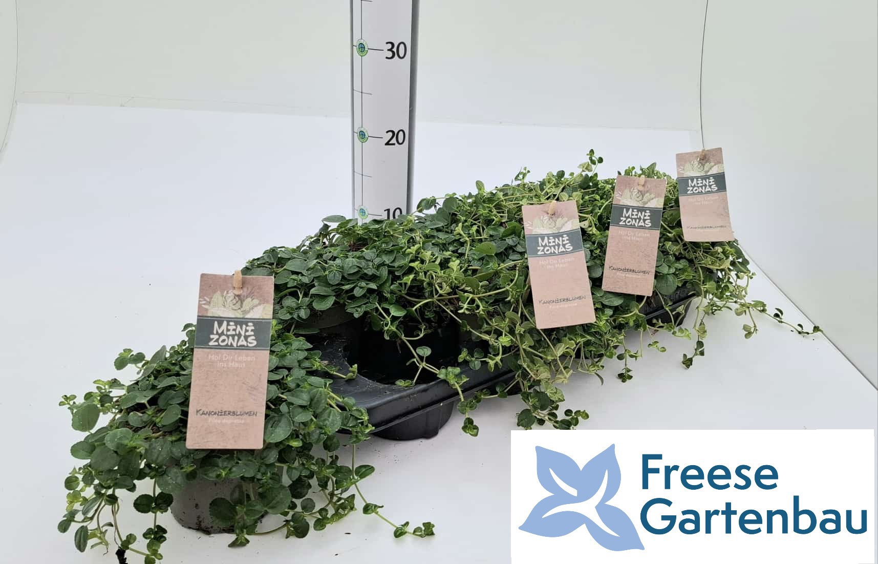 Pilea depressa, D 13