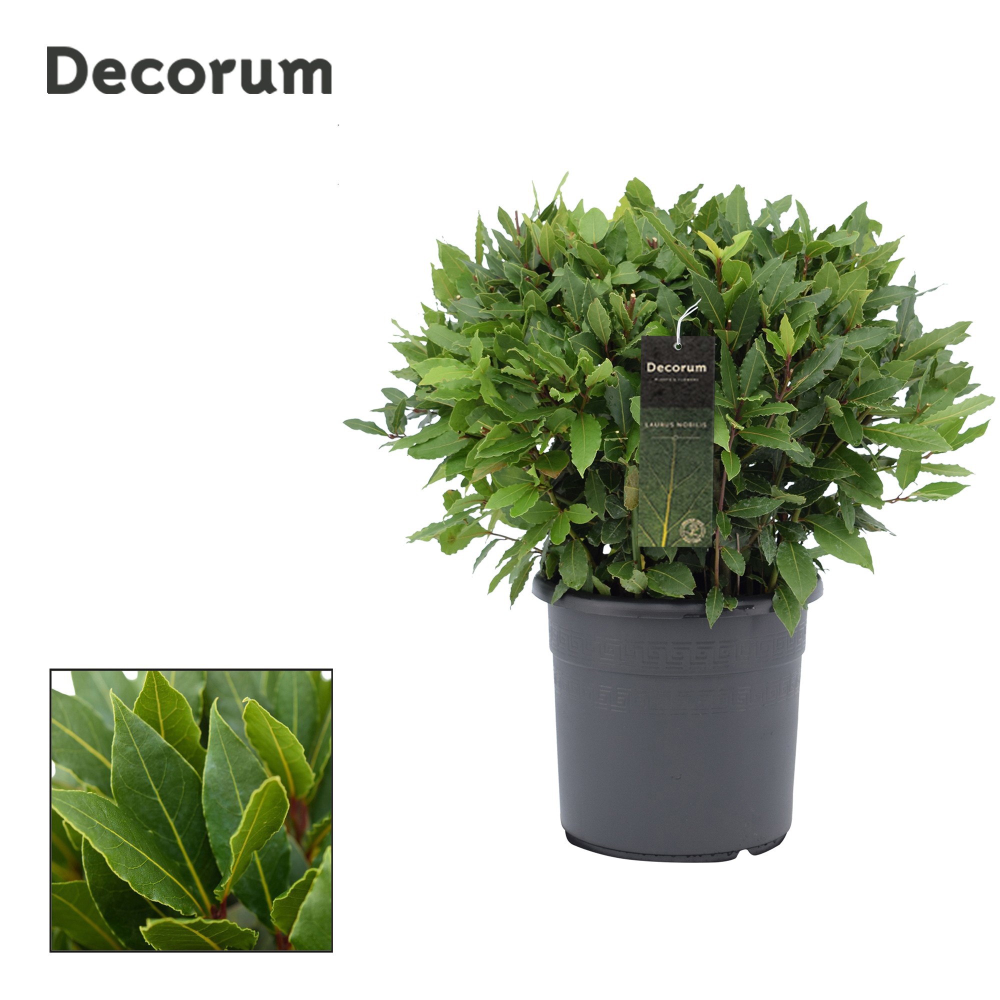 Laurus nobilis Bol zonder stam, D 25