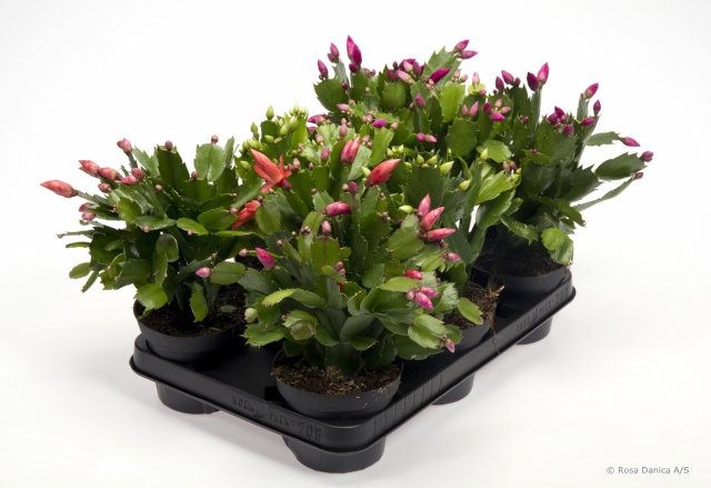 SCHLUMBERGERA-HYBRID 'Mix', D 12