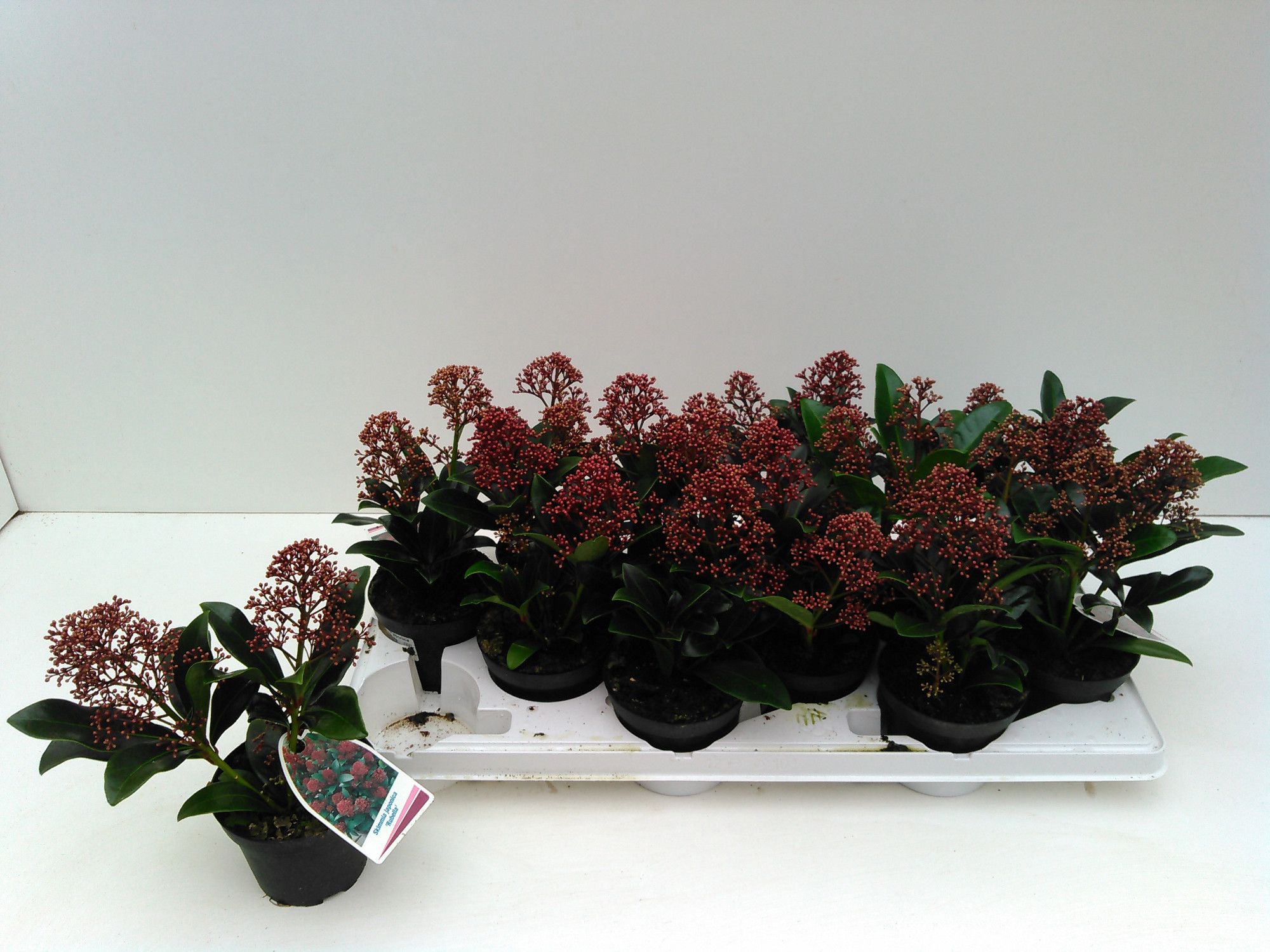 Skimmia Rubella 2 Dolder 10T, D 10