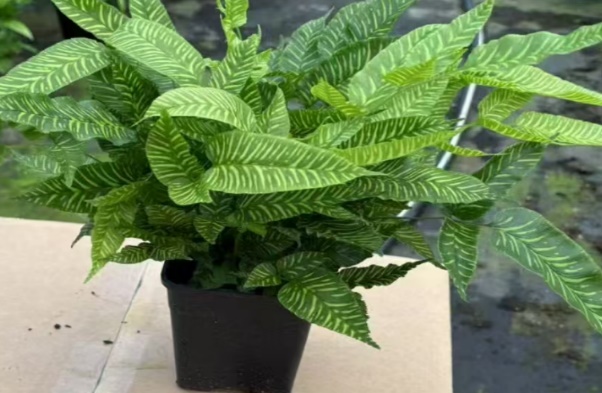 Блечум ориентале зебра папоротник 方盆（一层装36盆 36 30