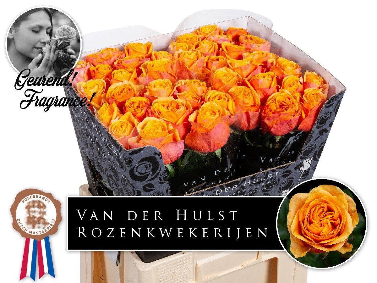 Роза од. Хлебана Оранж+ 60, шт.