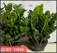 Замиокулькас Поинтед Лиф Мани Три 18 65