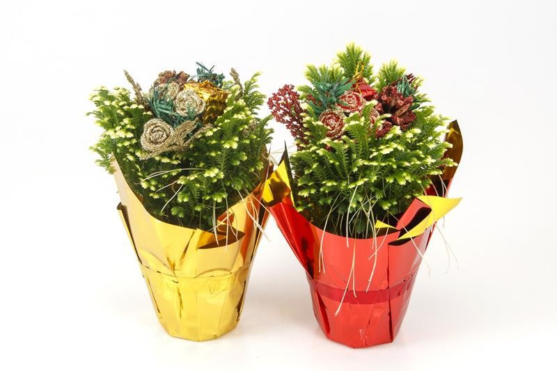 SELAGINELLA MARTENSII, D 8 cm