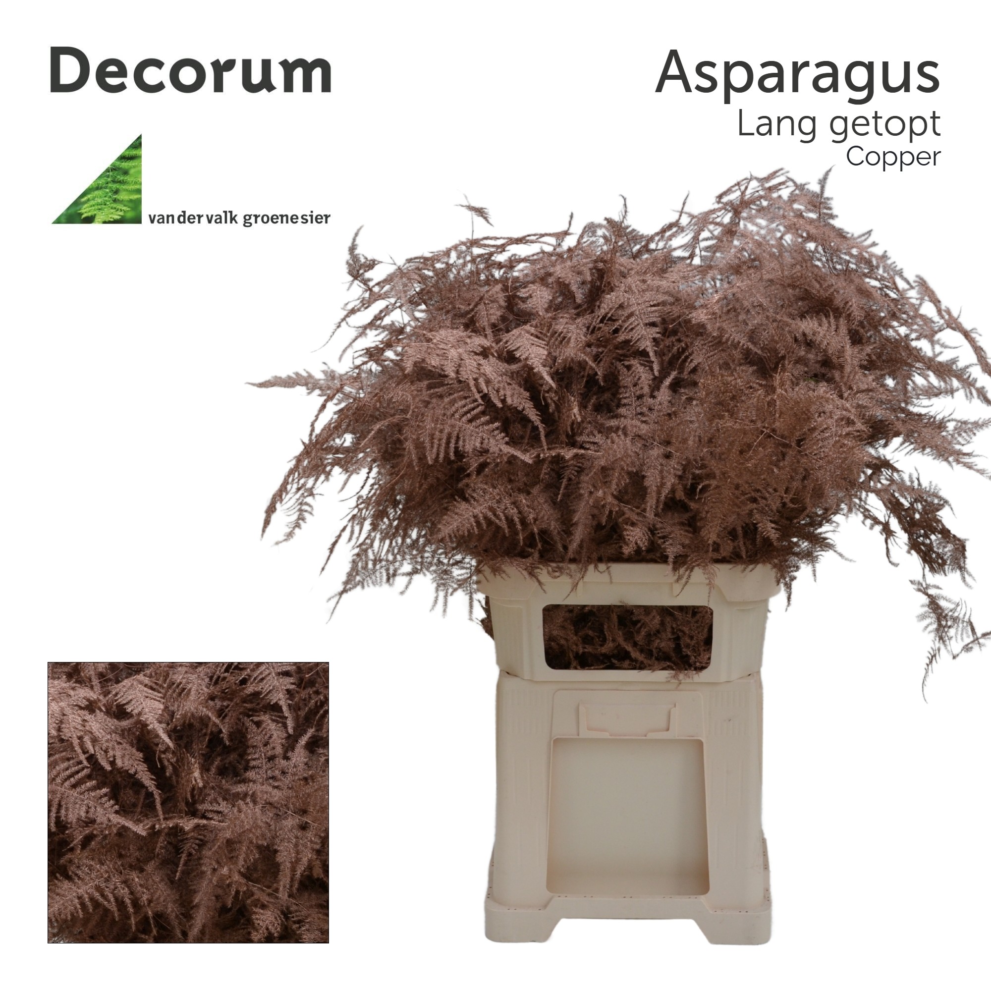 Аспарагус Овериг Крашеный (краш. ) 85, шт.