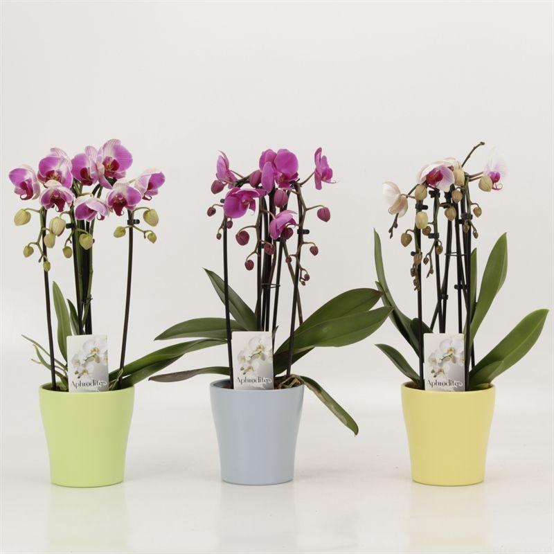 Phalaenopsis Elegant Cascade Triboga gemengd in zomerkeramiek, D 12 cm