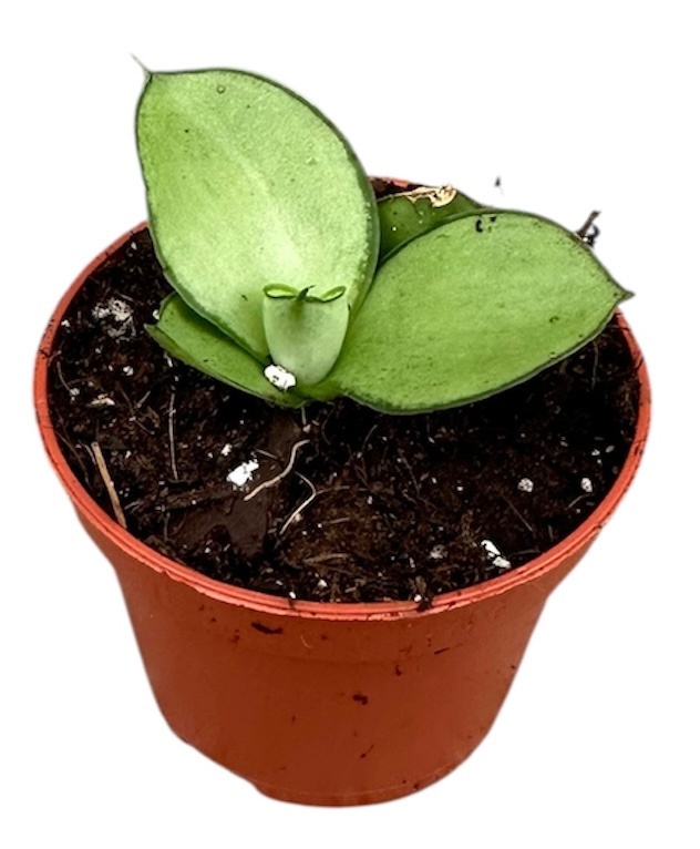 Sansevieria Manee Thawee, D 6 cm Sansevieria Manee Thawee, D 6 cm