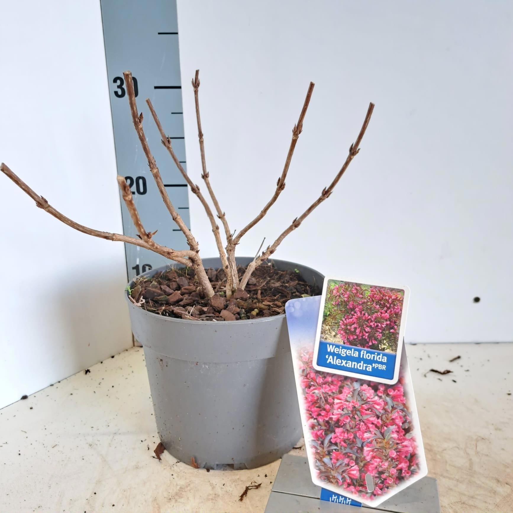 Weigela florida 'Alexandra' PBR (Wine & Roses), D 17