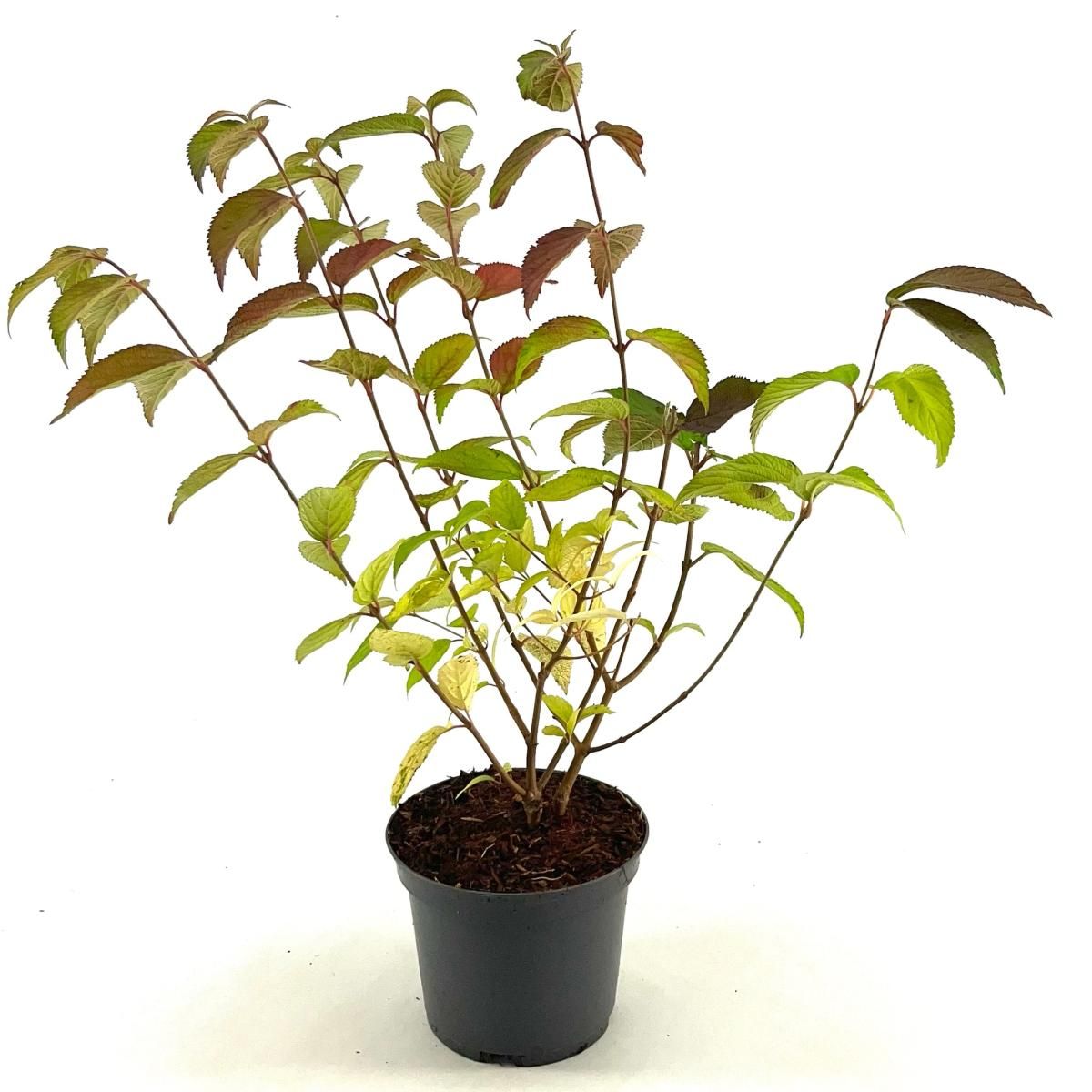 Viburnum plic. 'Shasta', D 19