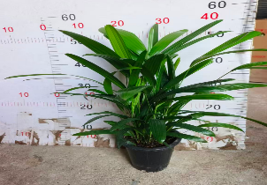 Дипсис микс 15 48 (предзаказ)