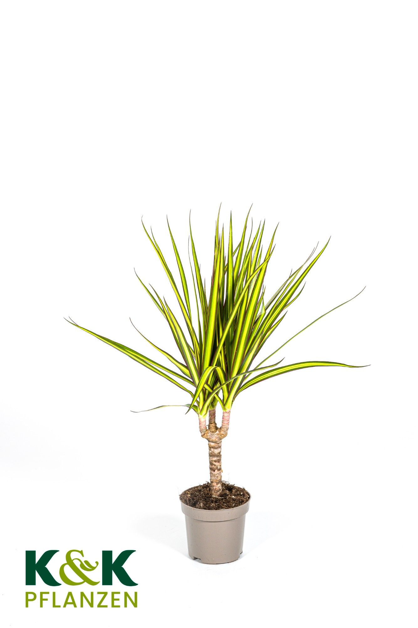 Dracaena Marginata Sunray T13, D 13