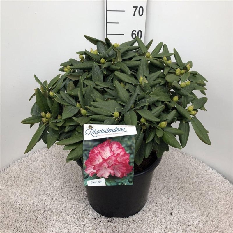 Rhododendron (Y) 'Fantastica', D 37