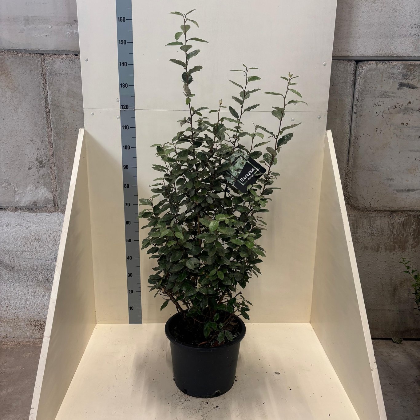 Elaeagnus ebbingei, D 40 cm Elaeagnus ebbingei, D 40 cm