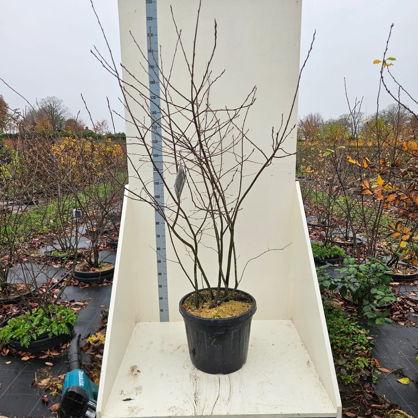 Amelanchier lamarckii, D 55