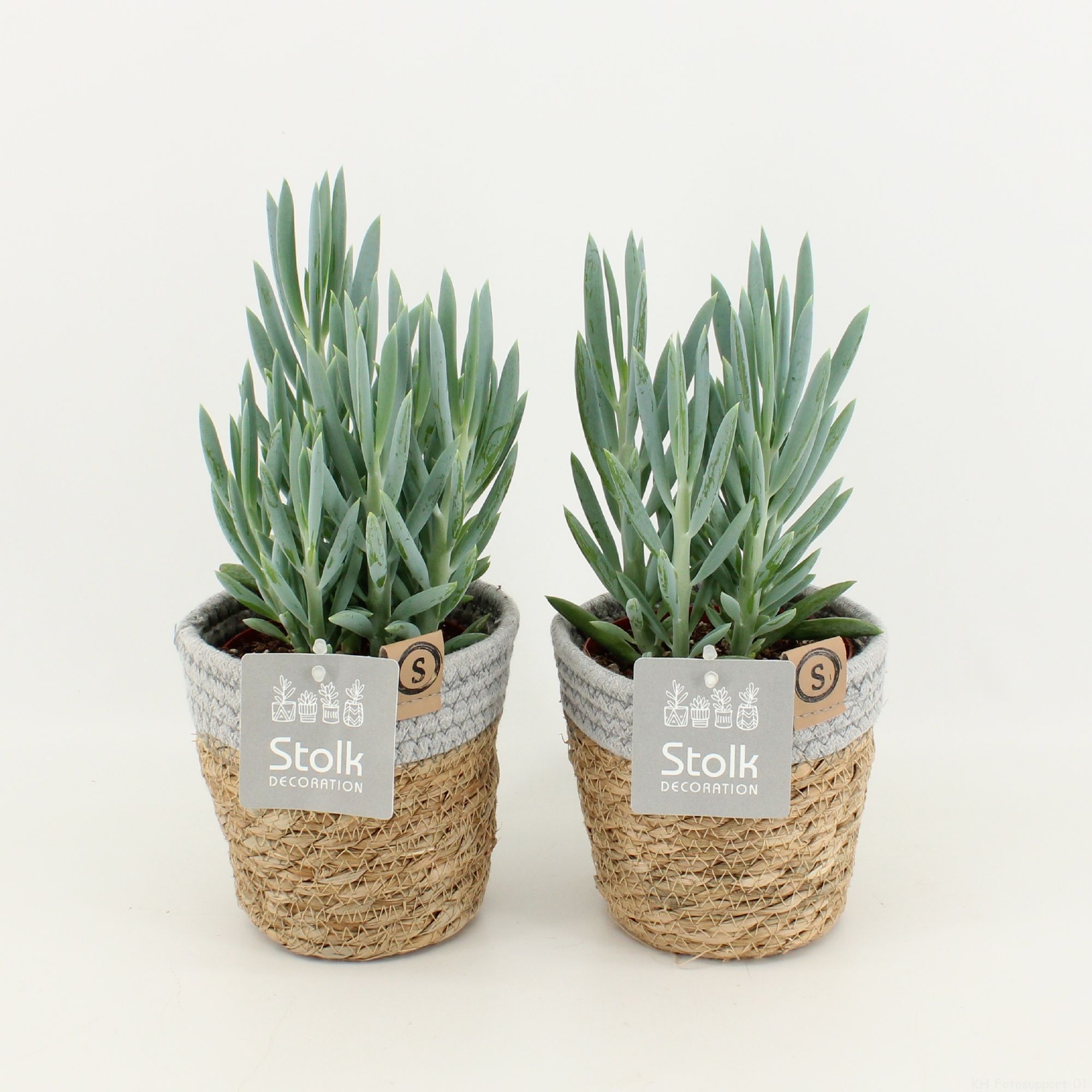 Senecio Curio Ficoides Mount Everest in Basket, D 13