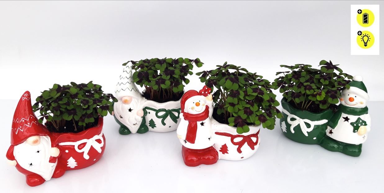 Oxalis deppei Kabouter Keramiek, D 7