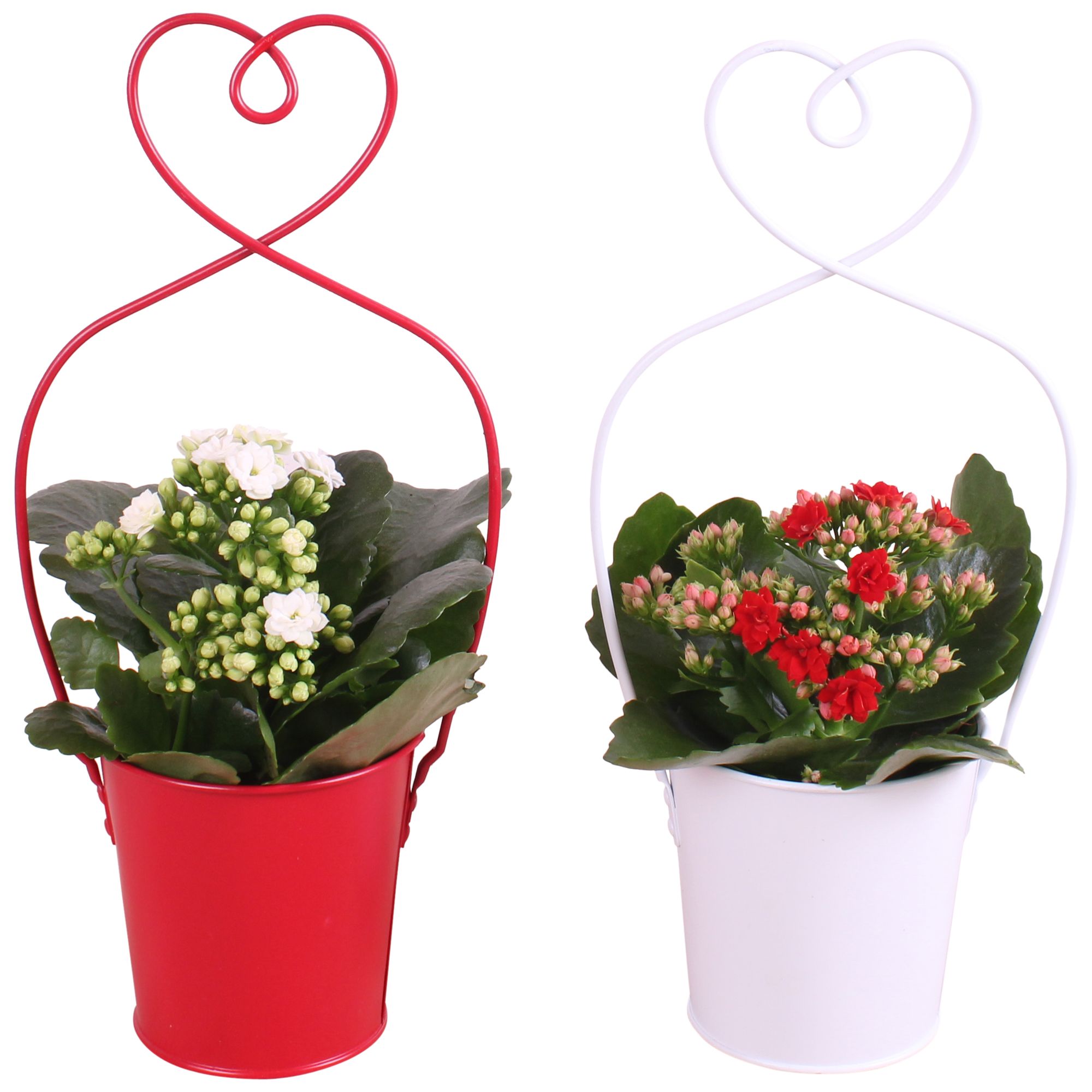 Valentine Arr. Indoor Metal Framepot + Heart Ø15cm 1PP, D 15