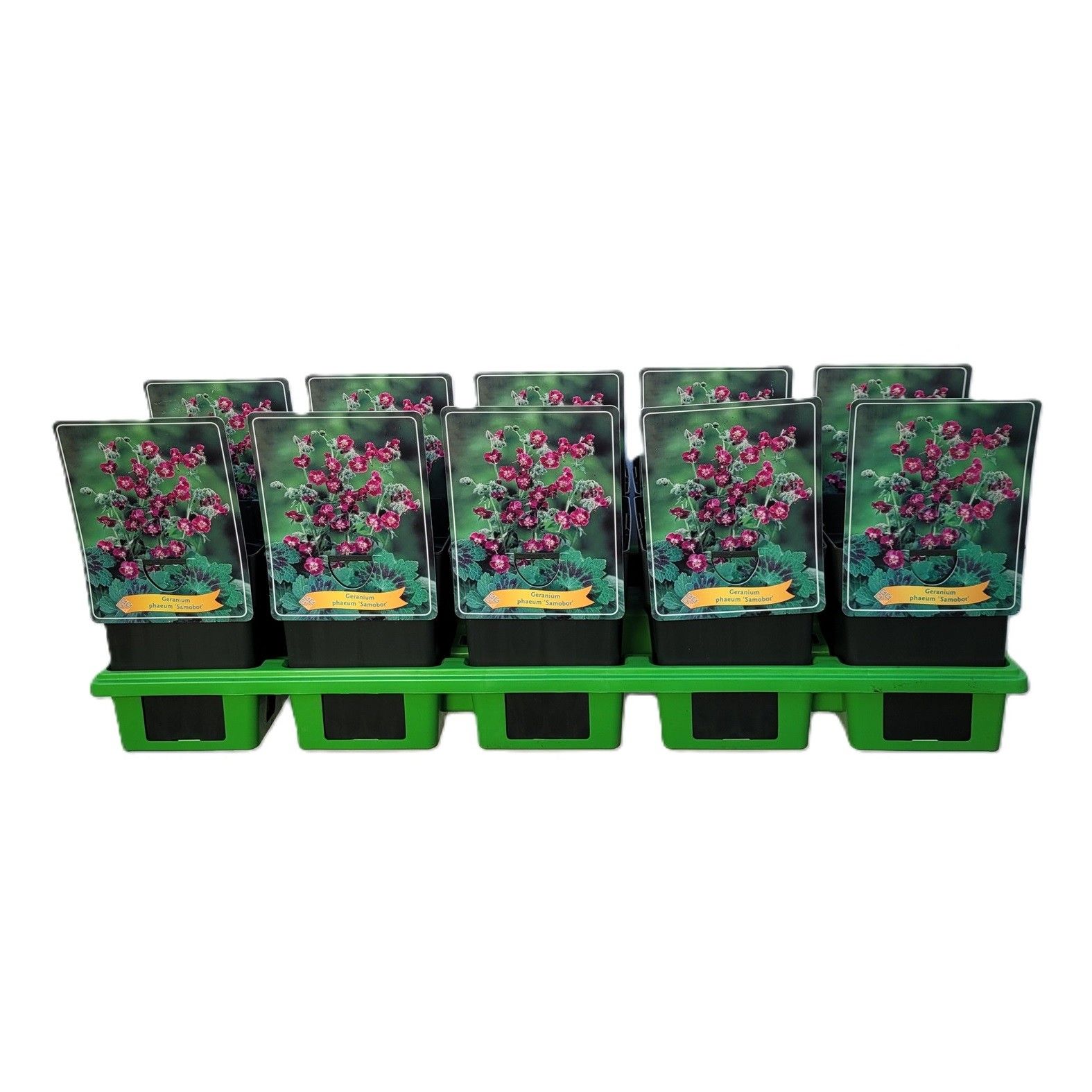 Geranium Samobor P11, D 11 cm