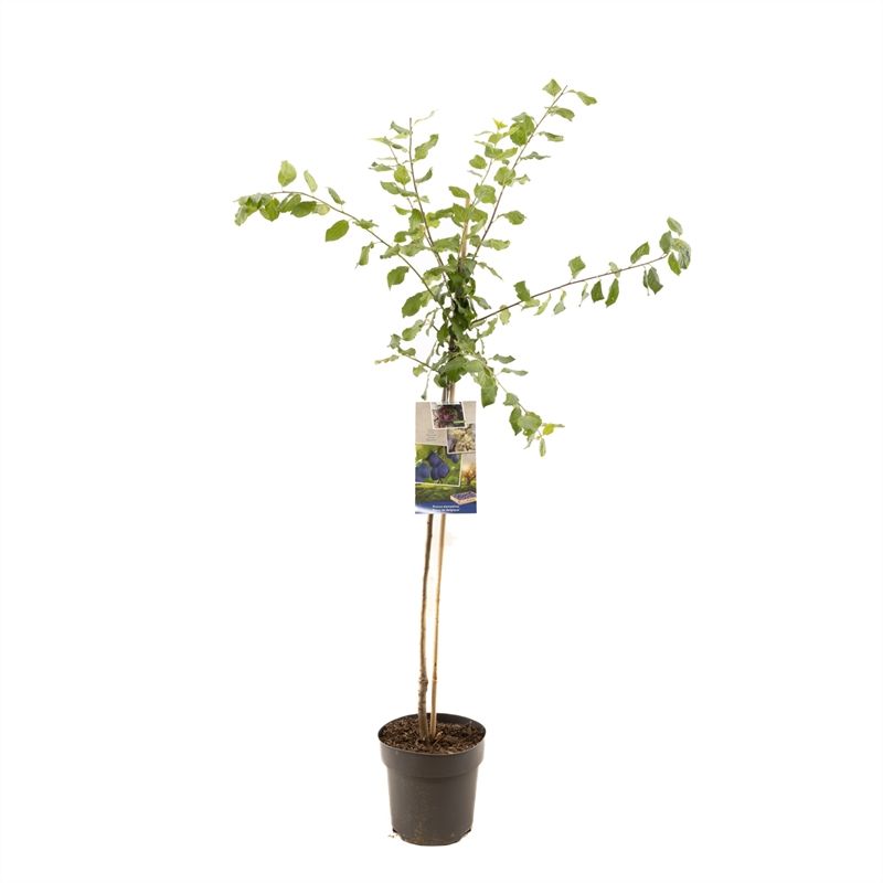Prunus dom. Bleue de Belgique half Donkerblauwe pruim, D 27