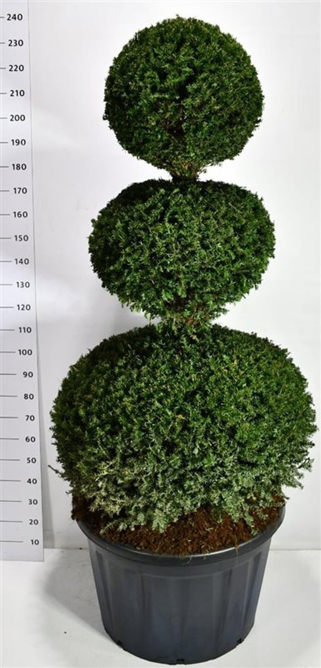 Taxus baccata, D 83
