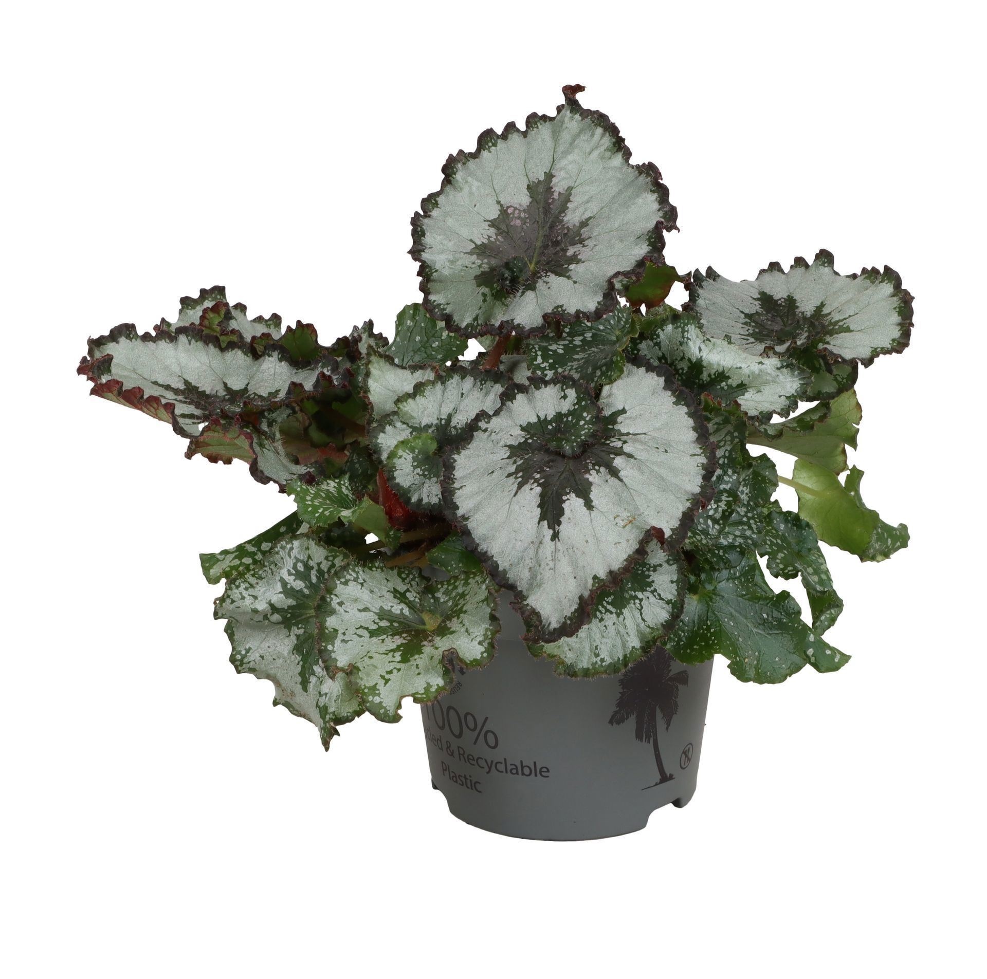 Begonia Rex Escargot 12 cm, D 12