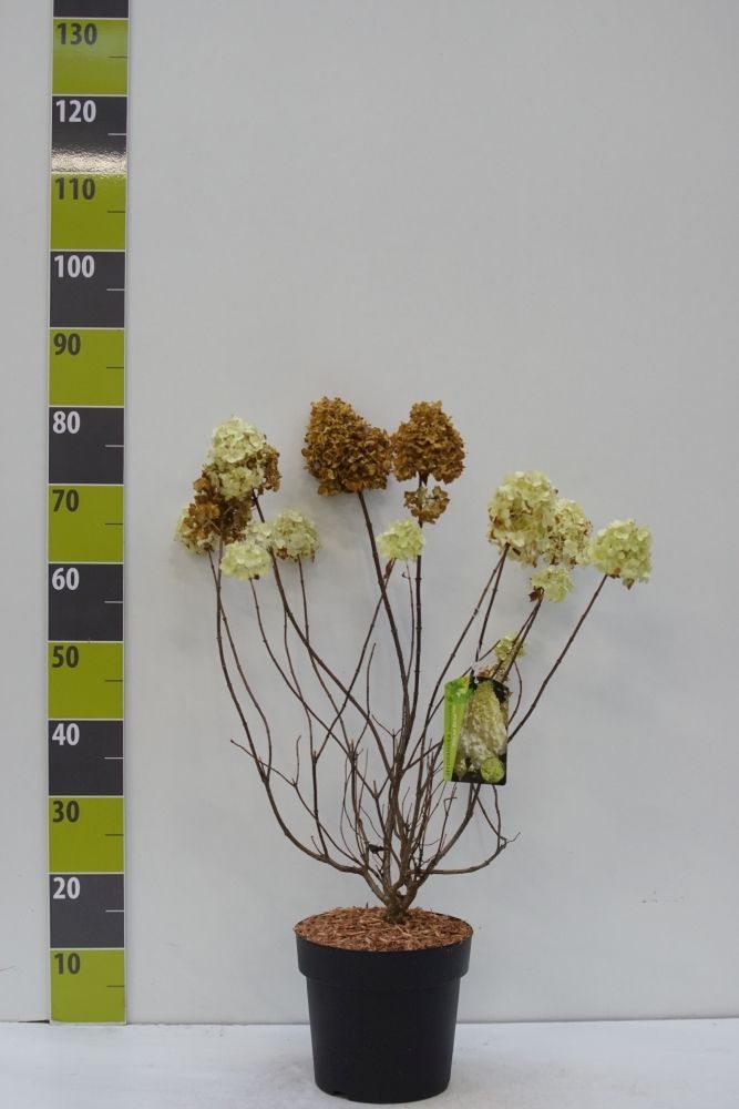 Hydrangea paniculata 'Polar Bear' (R) C 12, D 30