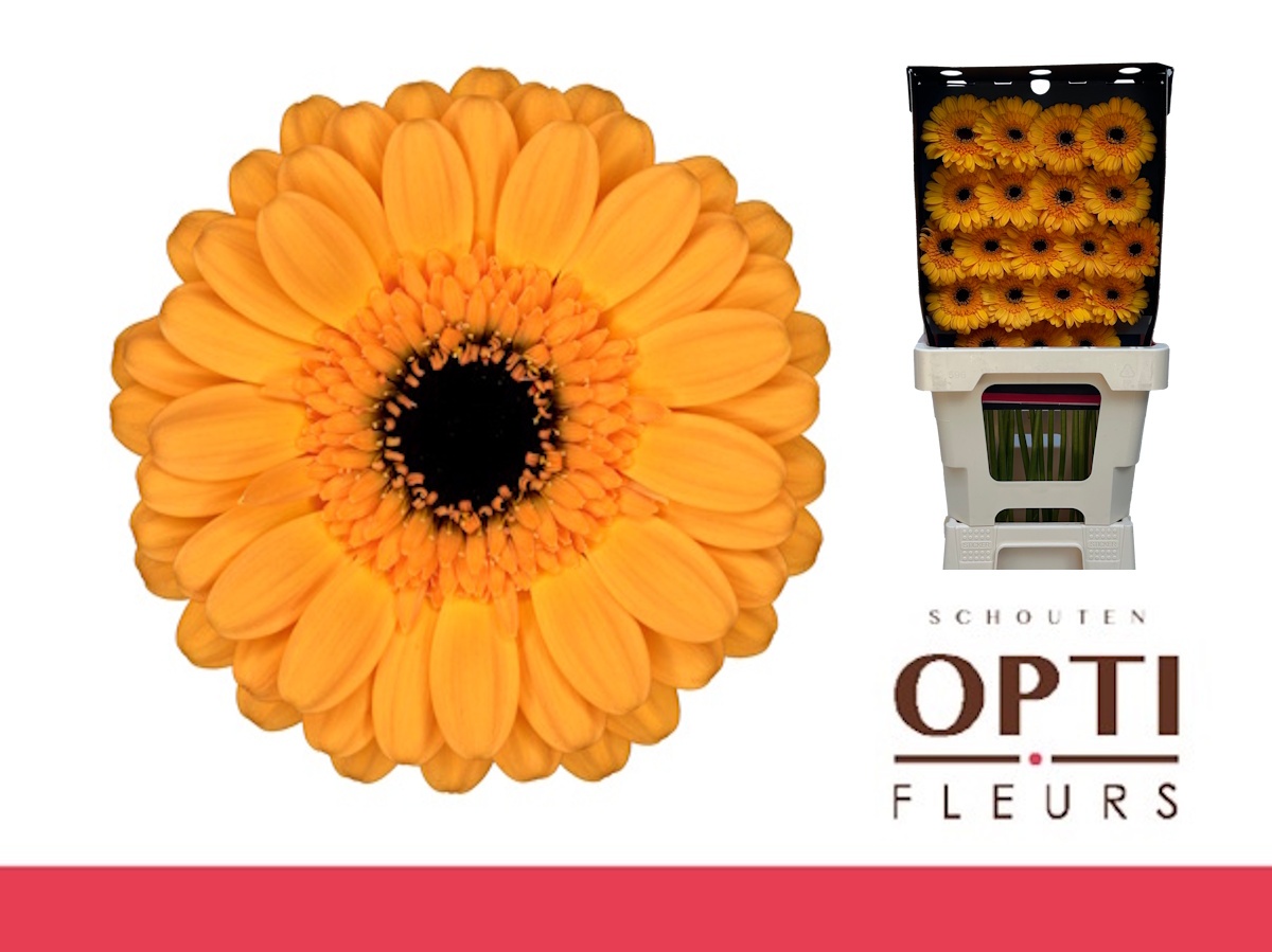 Гермини Твити, шт.