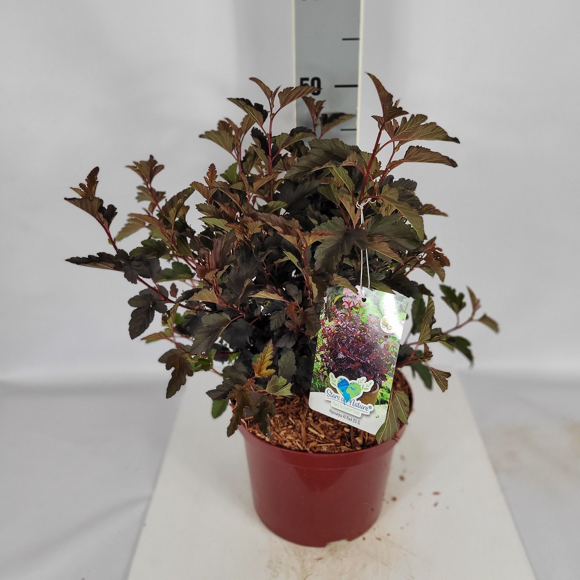 Physocarpus opulifolius 'All Black' EU-S C5 30-40, D 23 cm