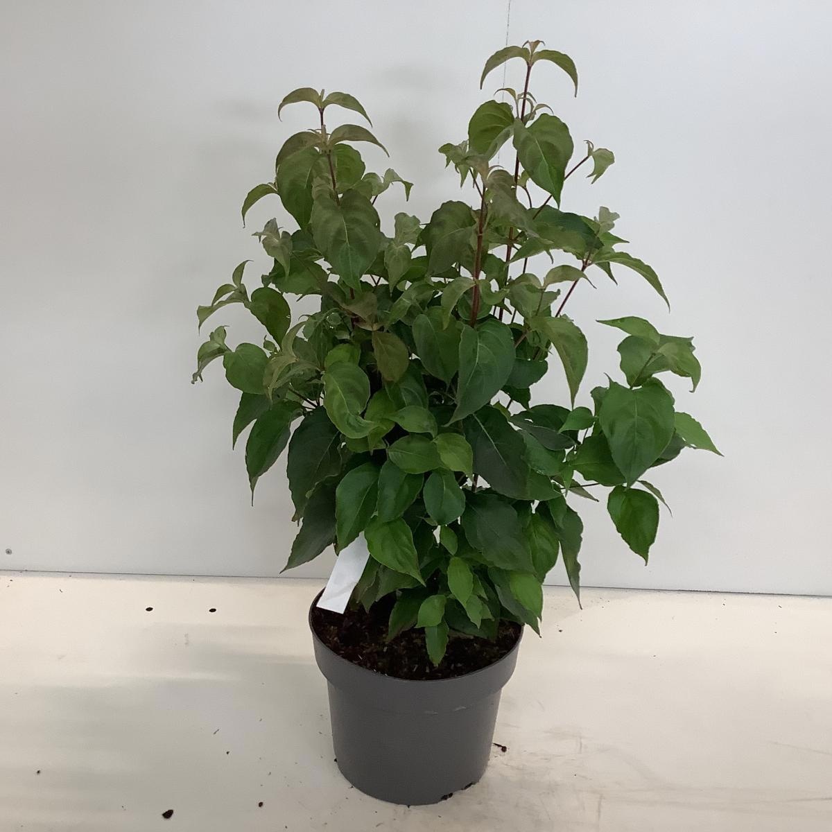 Cornus kousa chinensis, D 21 cm