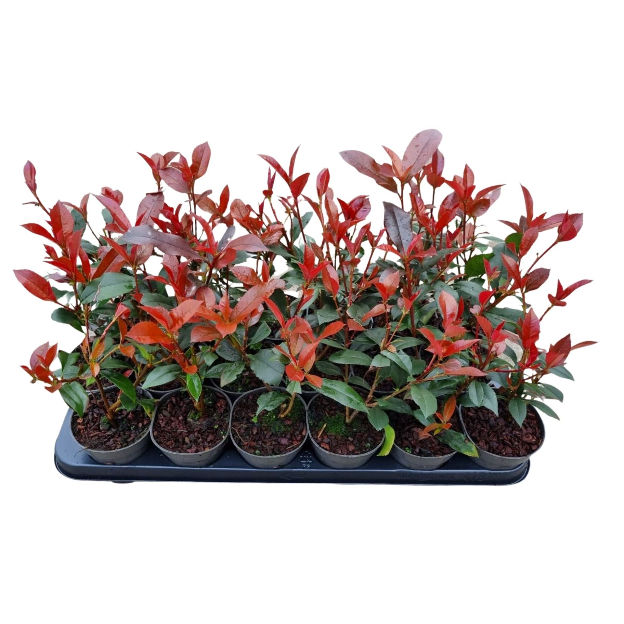 Photinia fras. Carré Rouge, D 9,5 cm