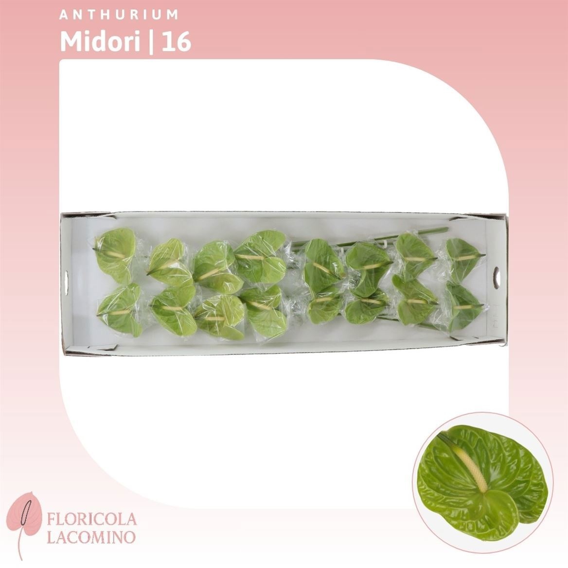 Антуриум Мидори (зел.), шт.