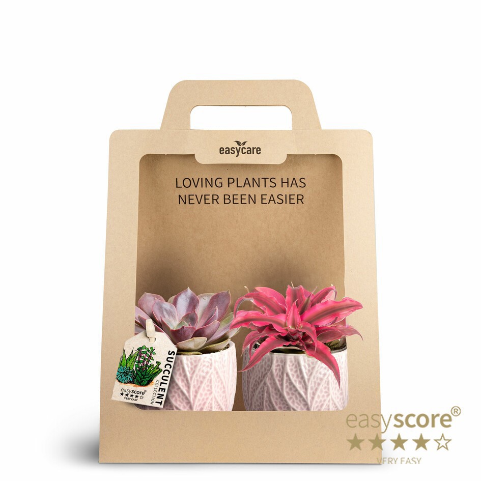 2-Pack Leaf Rosa, Succulent, D 7