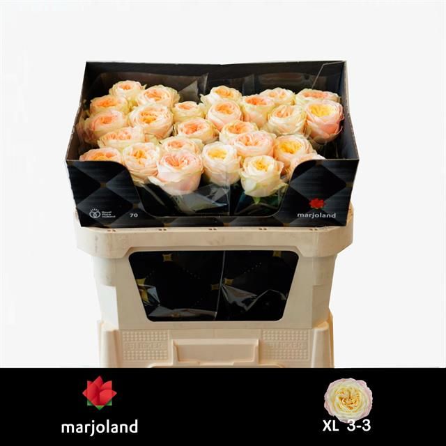 Роза од. Присцилла! 70, шт.