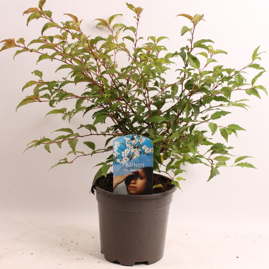 Prunus inc. Mikinori, D 17