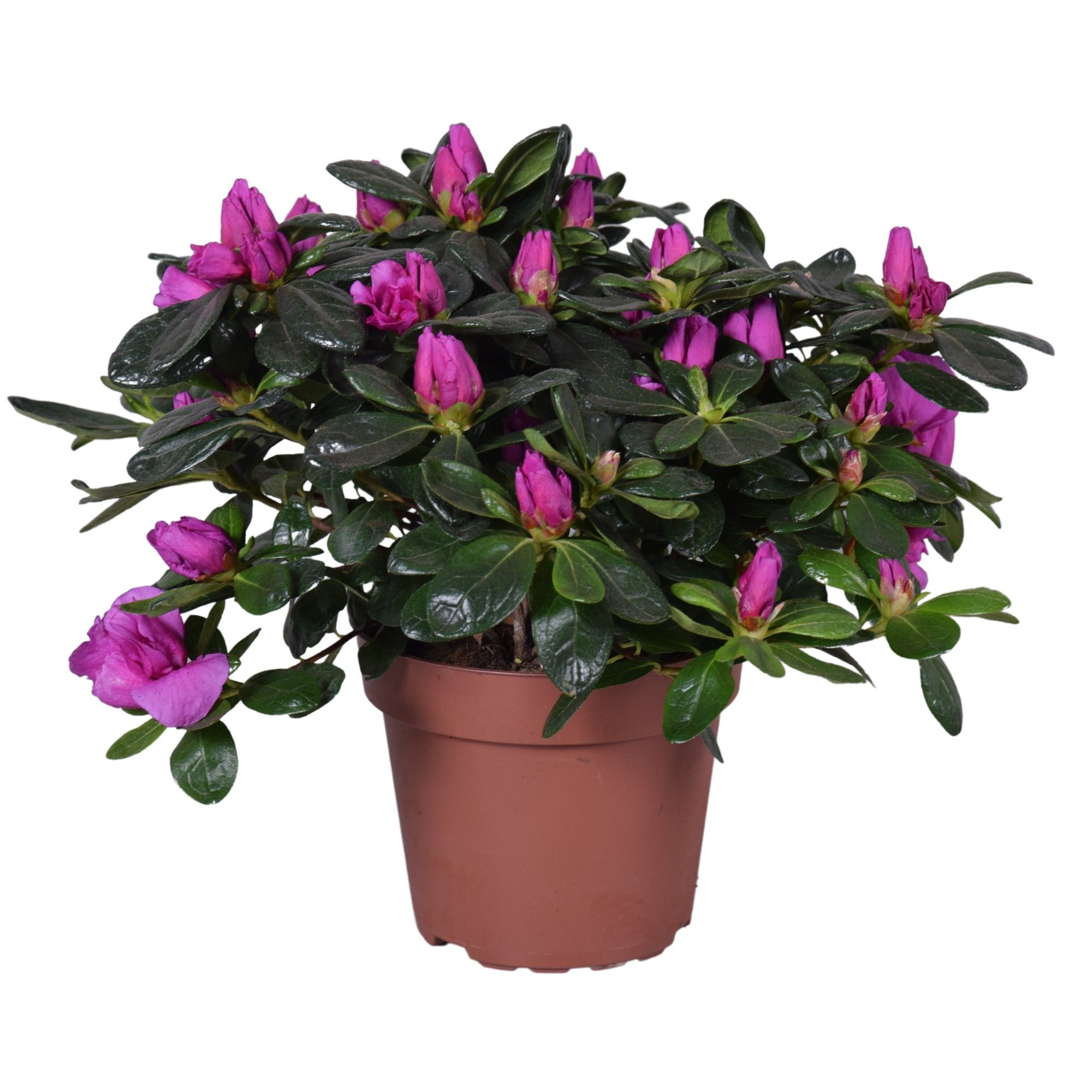 Azalea 'Renato' paars 13cm, D 13