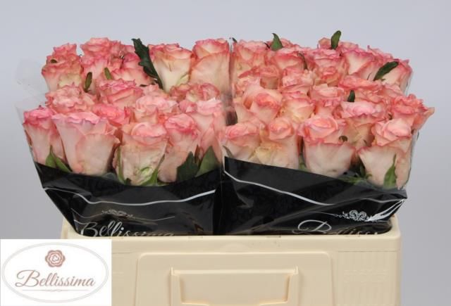 Роза од. Рослин 50, шт.