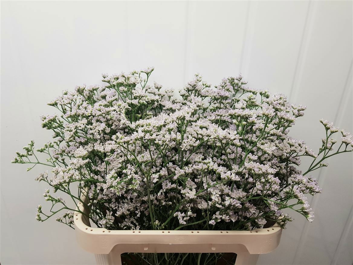 Лимониум Вайт Нето 80, шт.