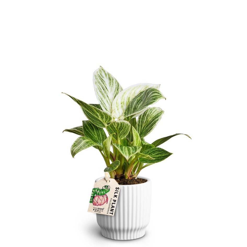 PHILODENDRON-HYBRID 'WHITE MEASURE' 40626060 Nordic W, D 7