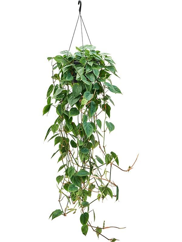 Philodendron scandens (130-150), D 28