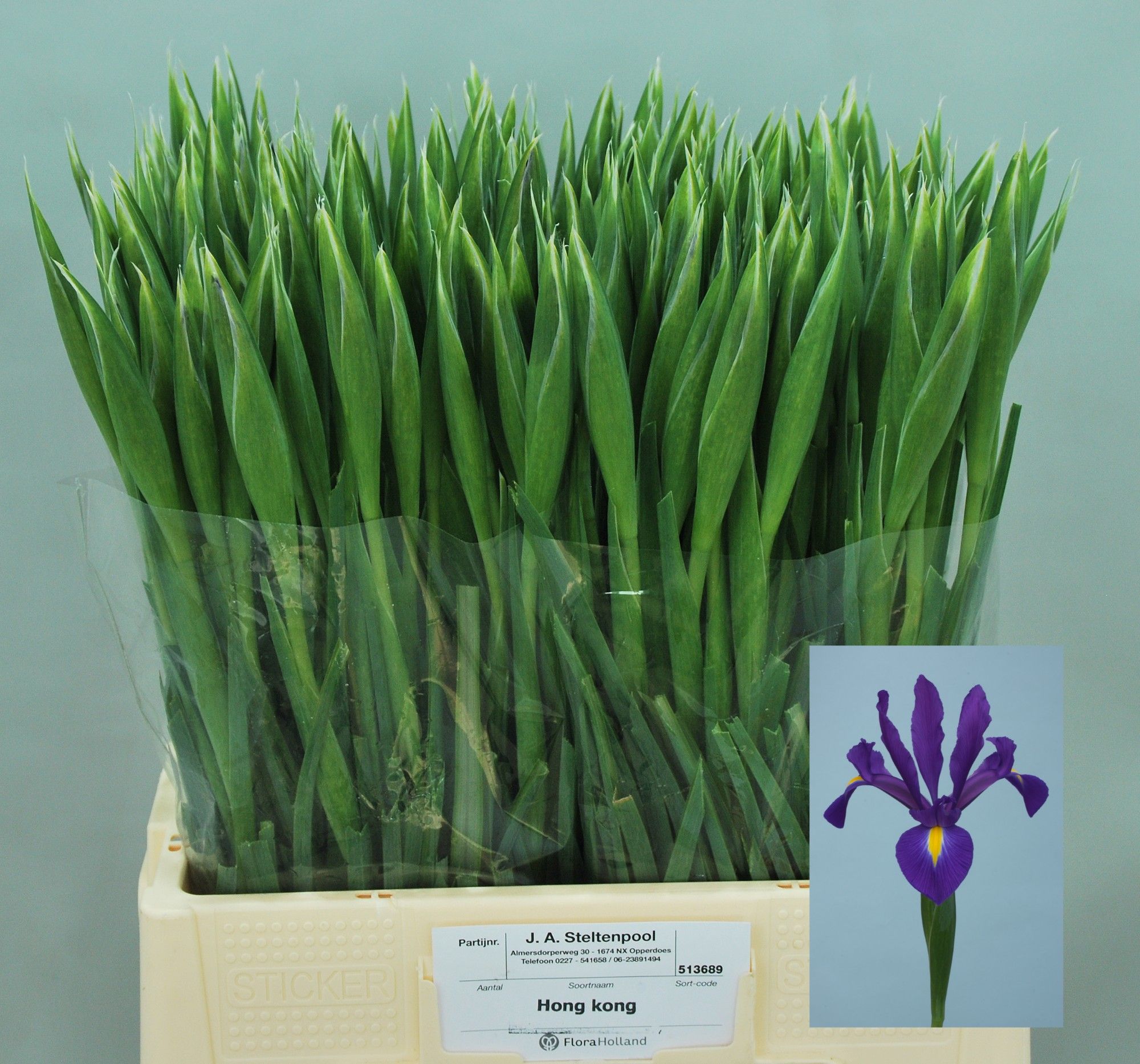 Ирис Гонконг (фиолет.), шт.