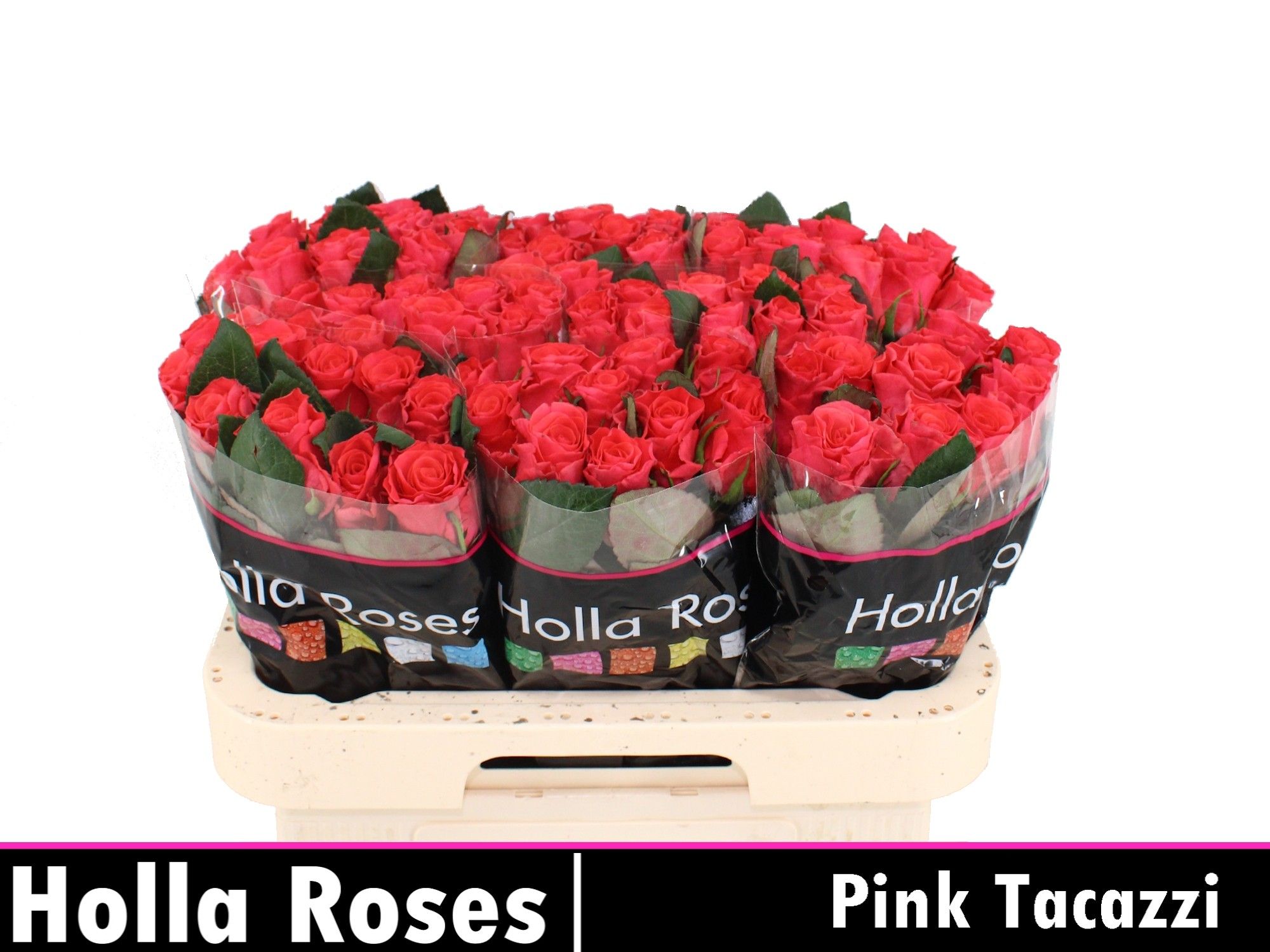 Роза од. Пинк Такази+ 60, шт.