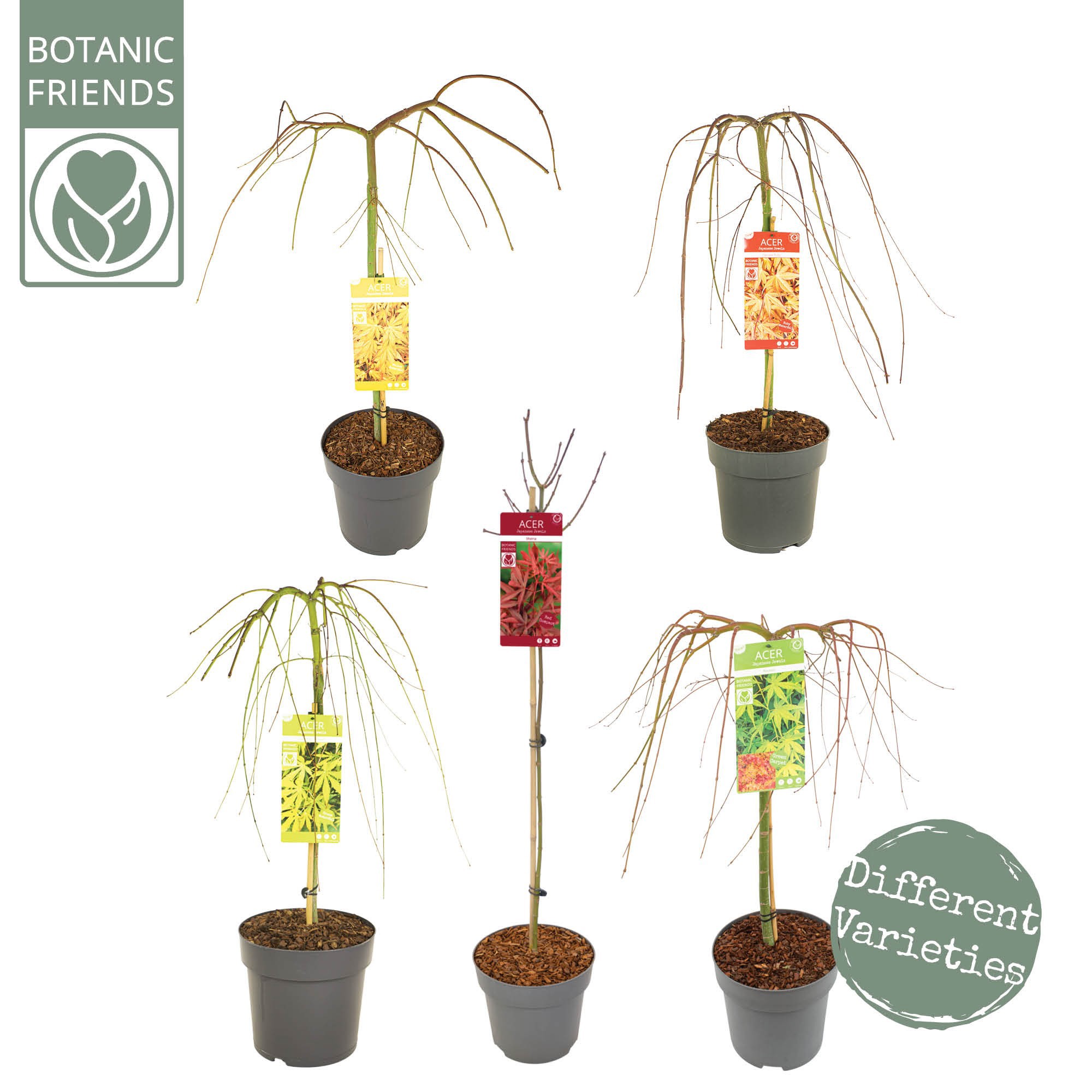 Acer palm. 'MIX' laagstam, D 29