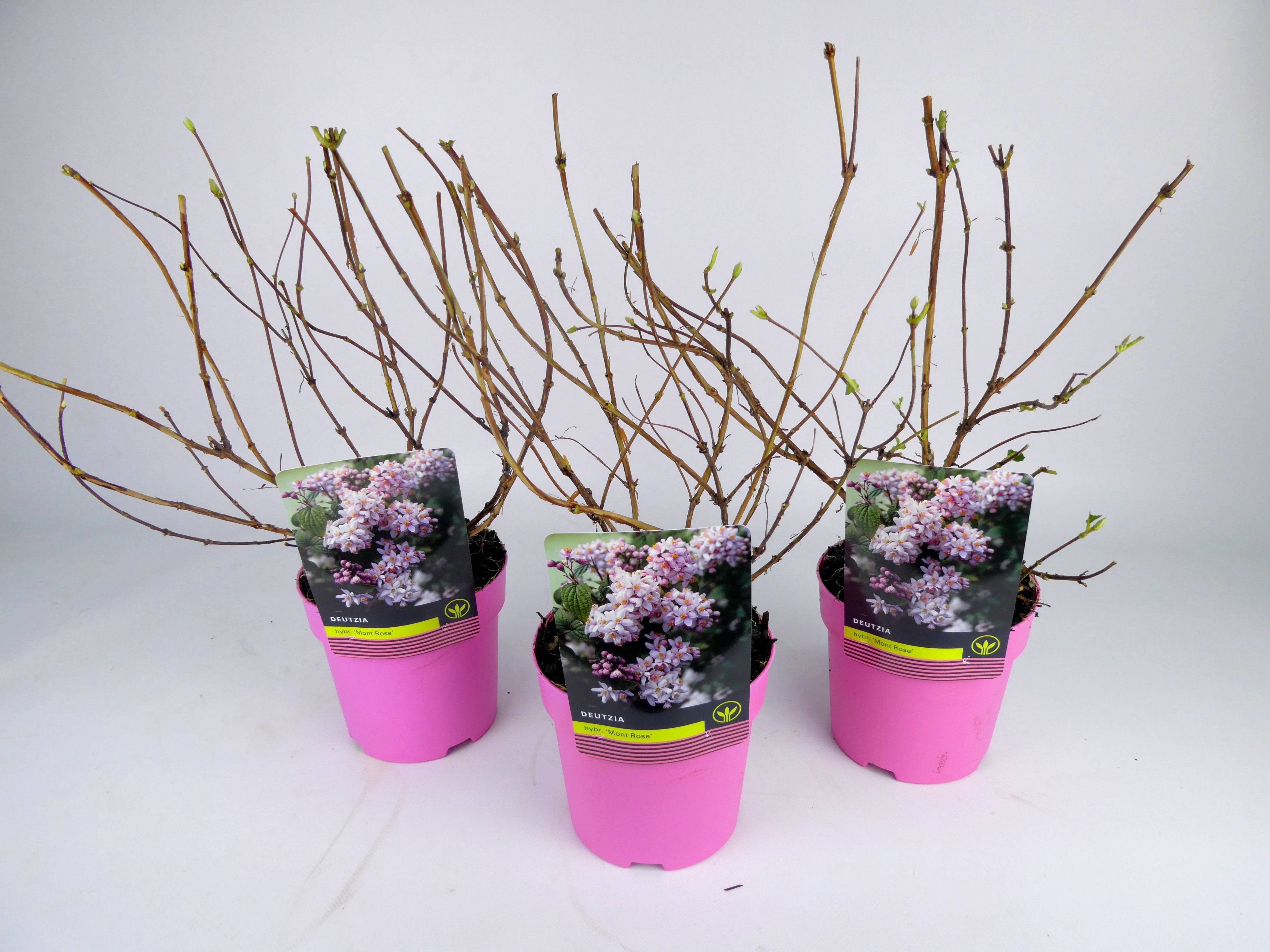 Deutzia 'Mont Rose' Kleurpot, D 14